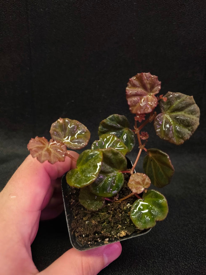Begonia Sarawak #01