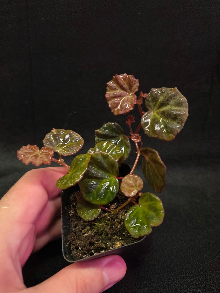 Begonia Sarawak #01