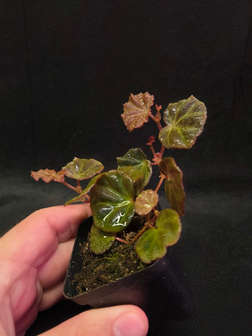 Begonia Sarawak #01