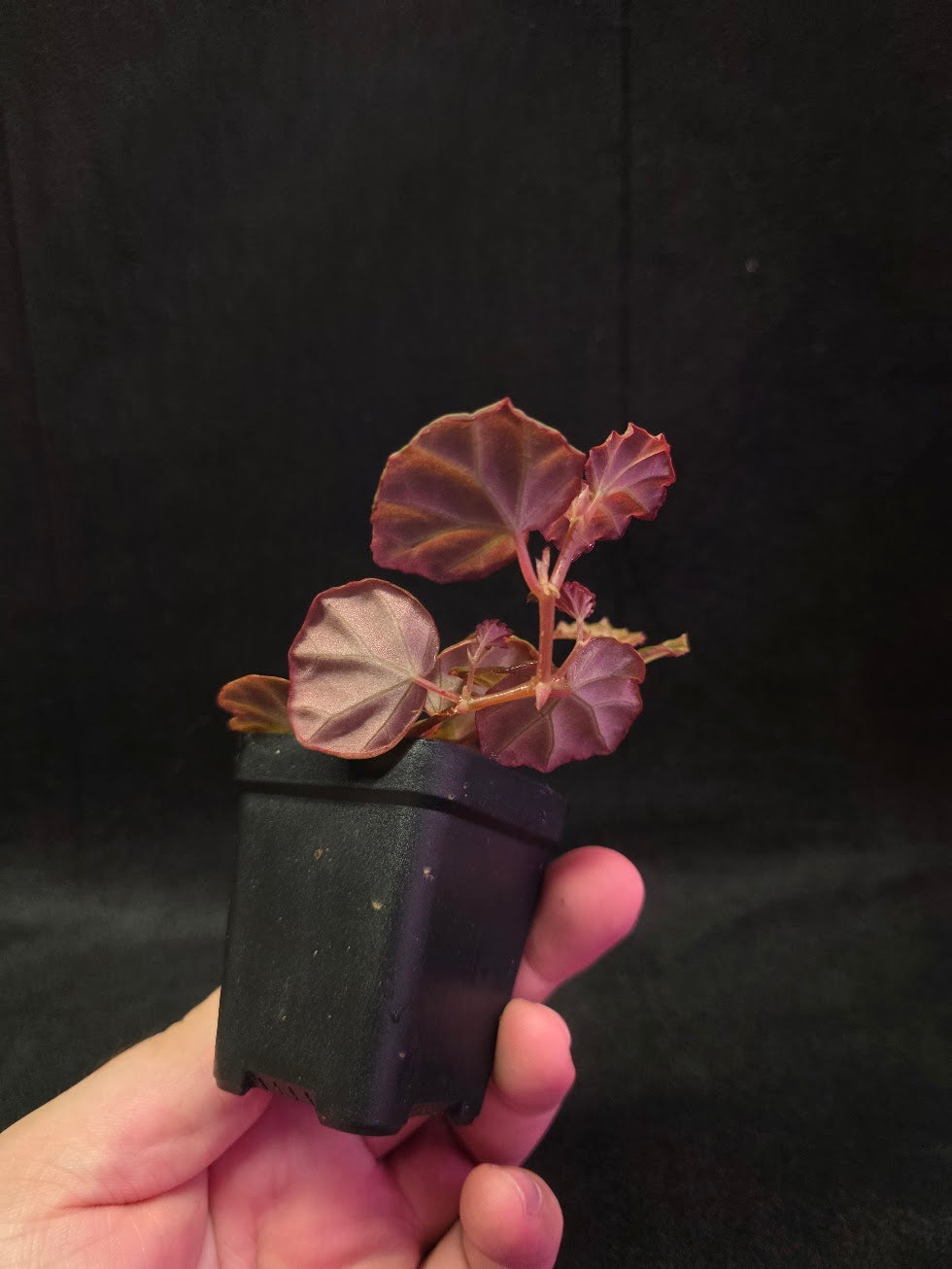 Begonia Sarawak #01