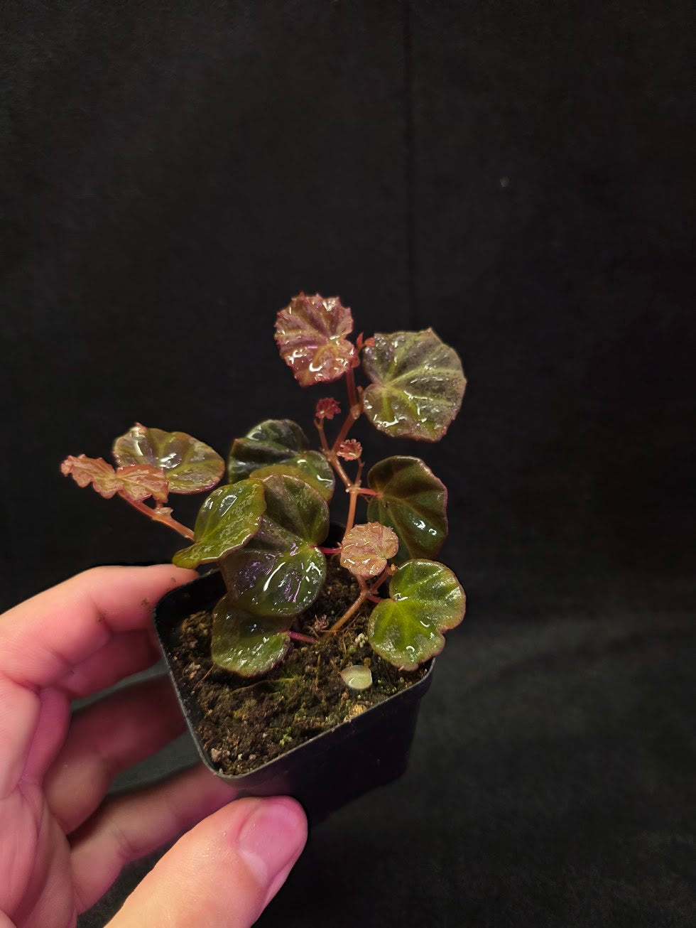 Begonia Sarawak #01