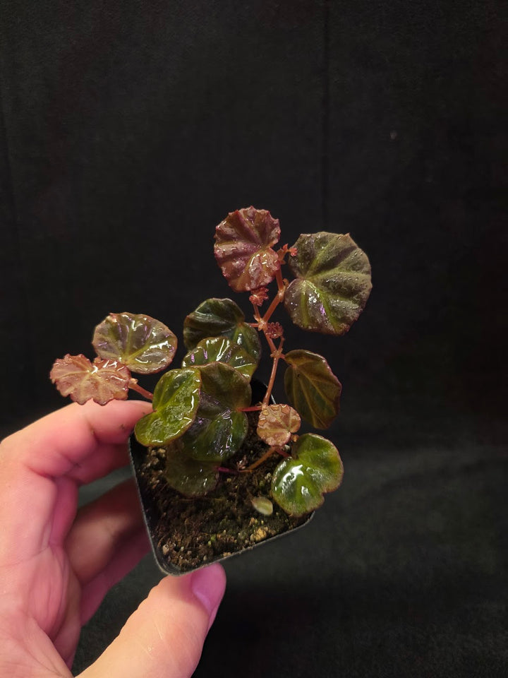 Begonia Sarawak #01