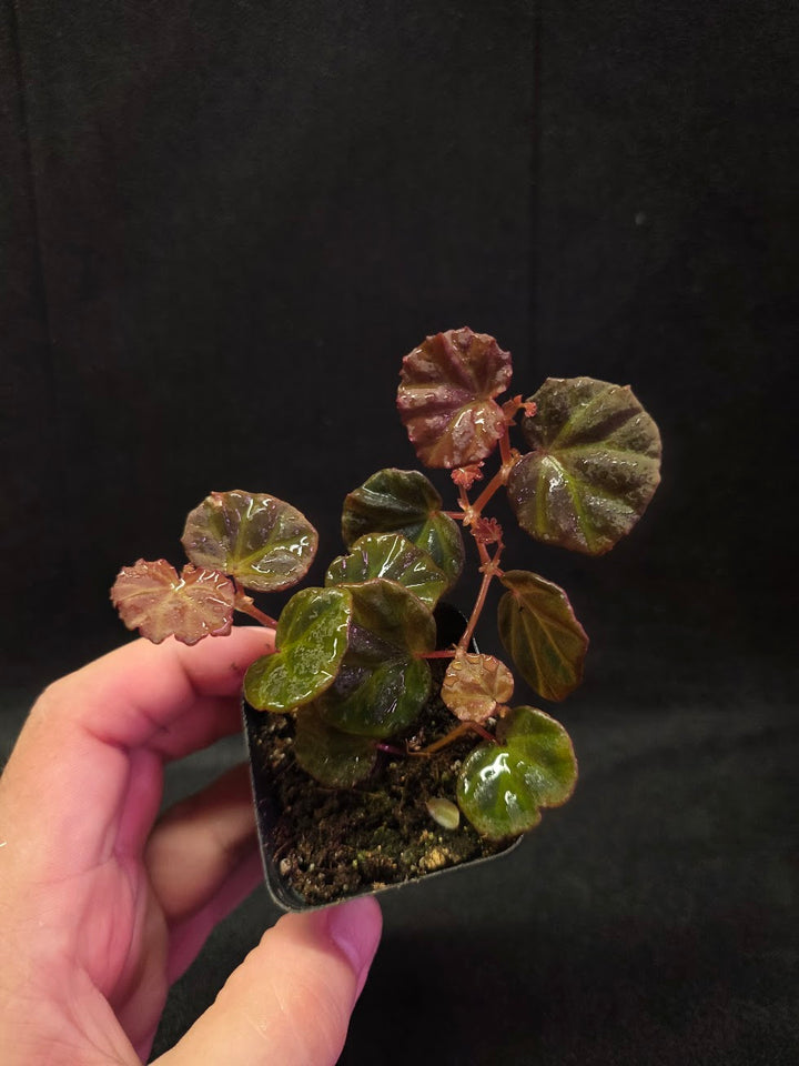 Begonia Sarawak #01