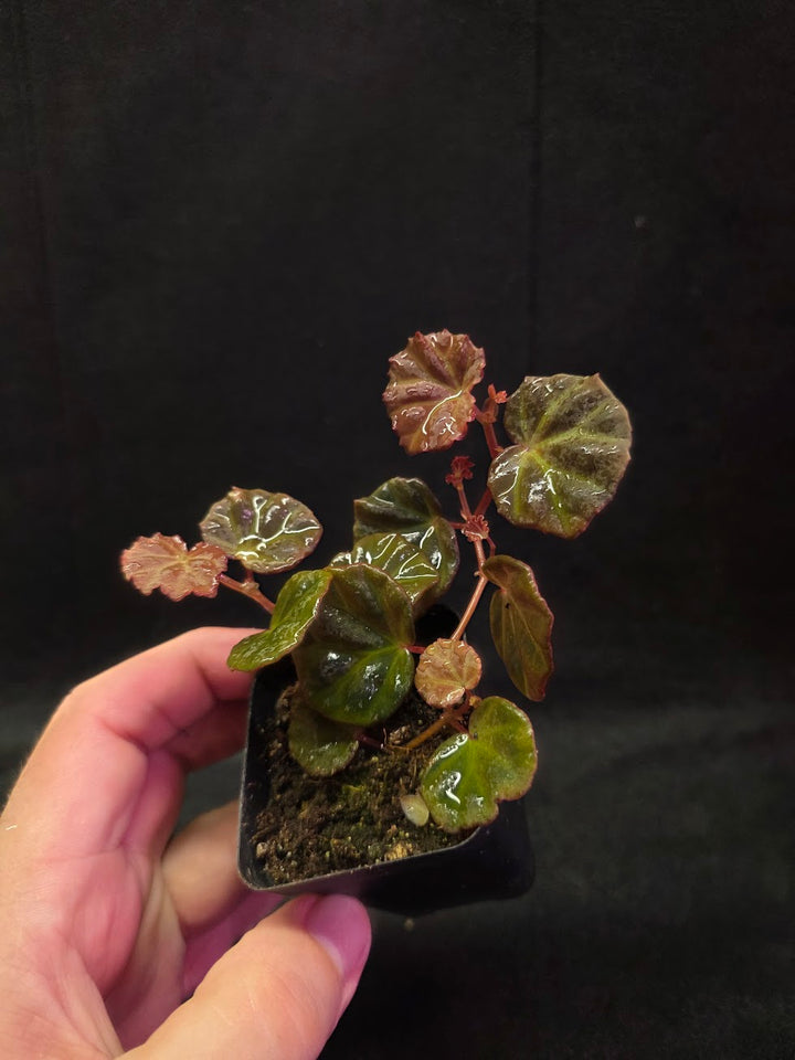 Begonia Sarawak #01