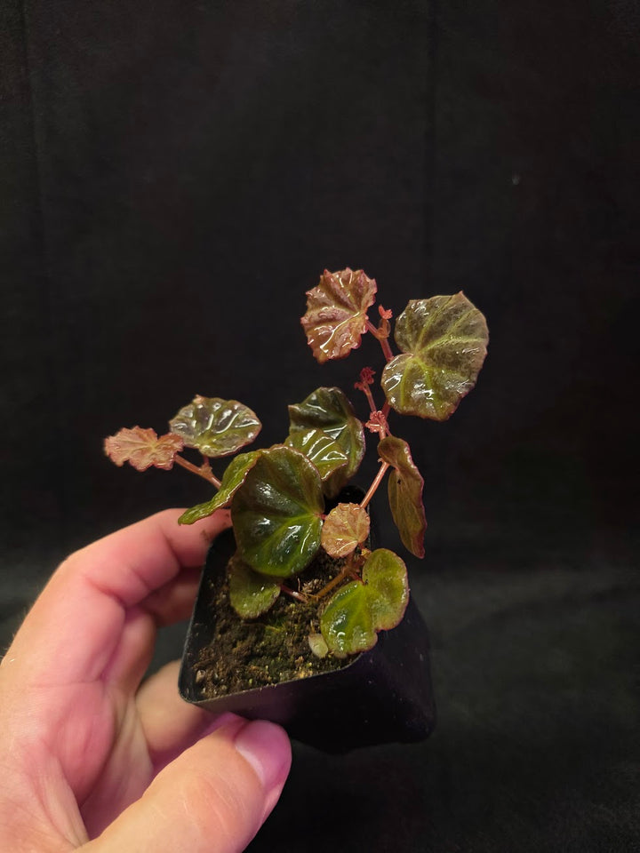 Begonia Sarawak #01