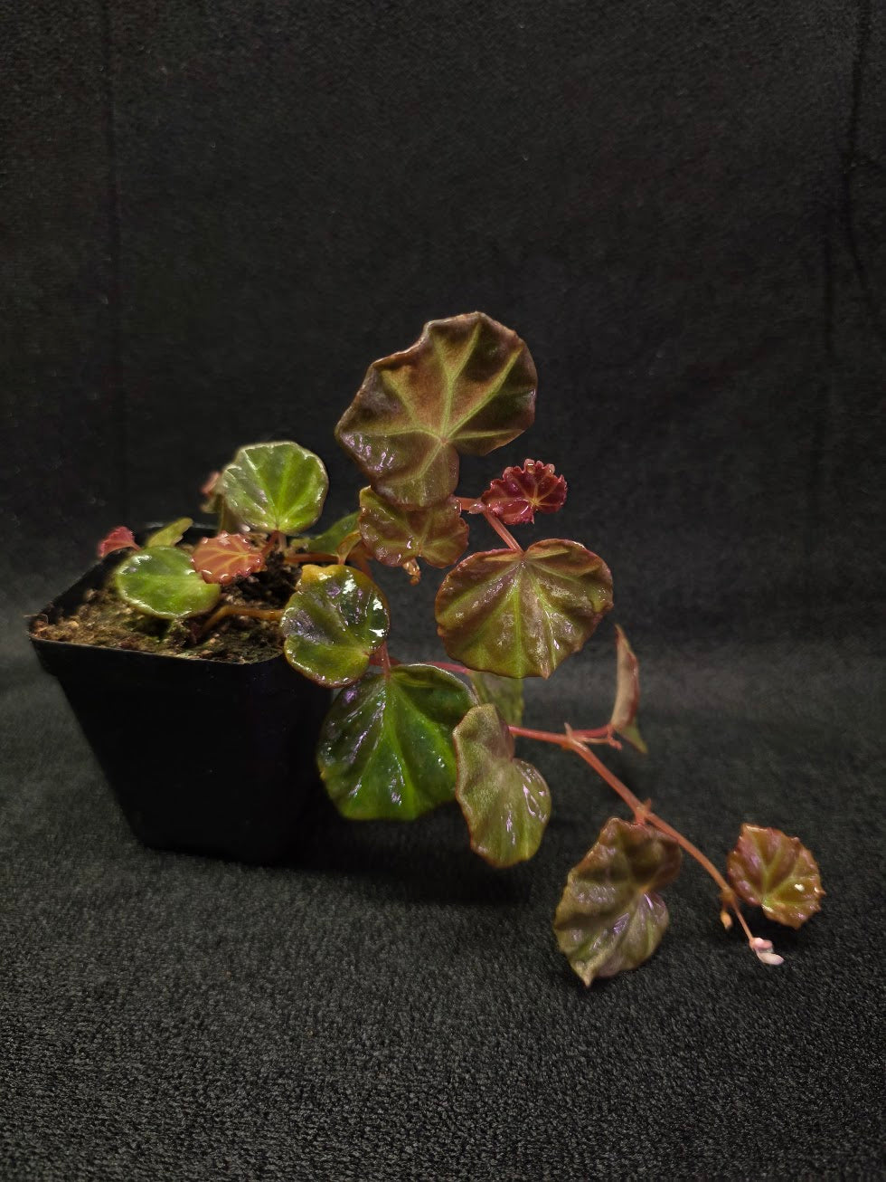 Begonia Sarawak #02