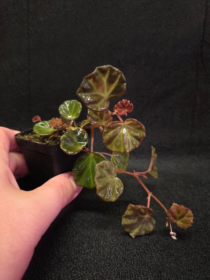 Begonia Sarawak #02