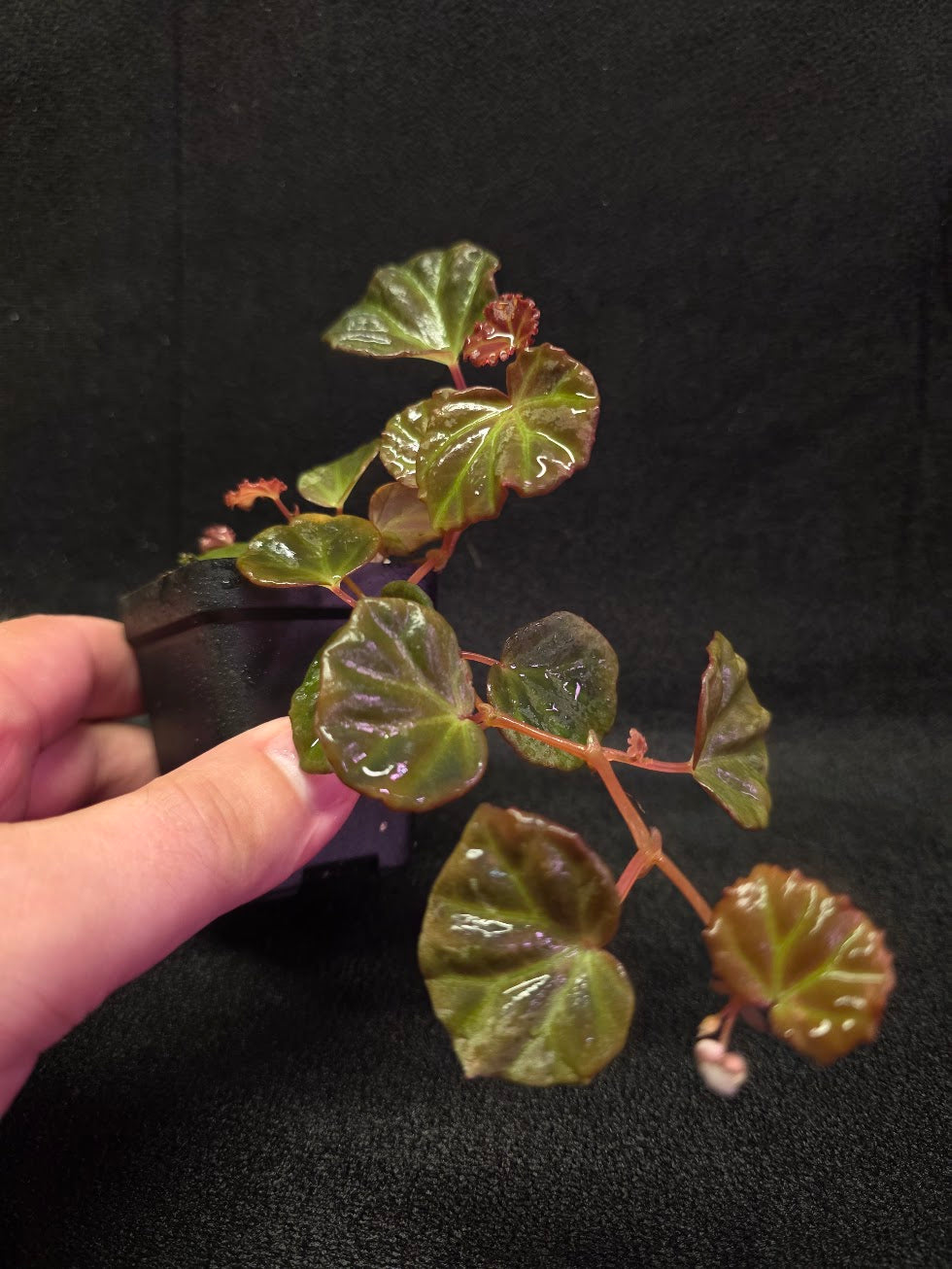 Begonia Sarawak #02
