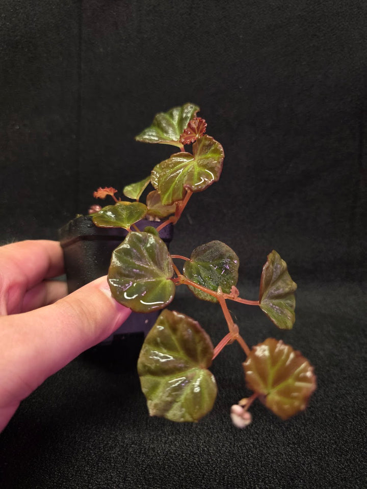 Begonia Sarawak #02