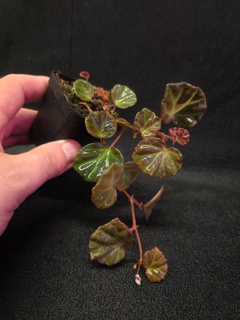 Begonia Sarawak #02