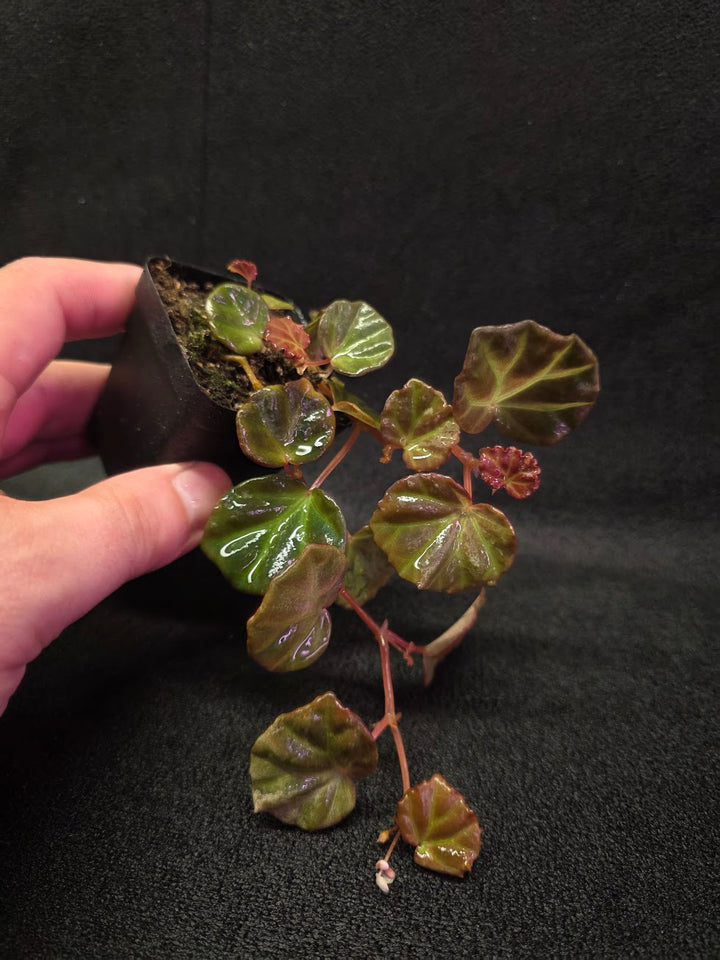 Begonia Sarawak #02