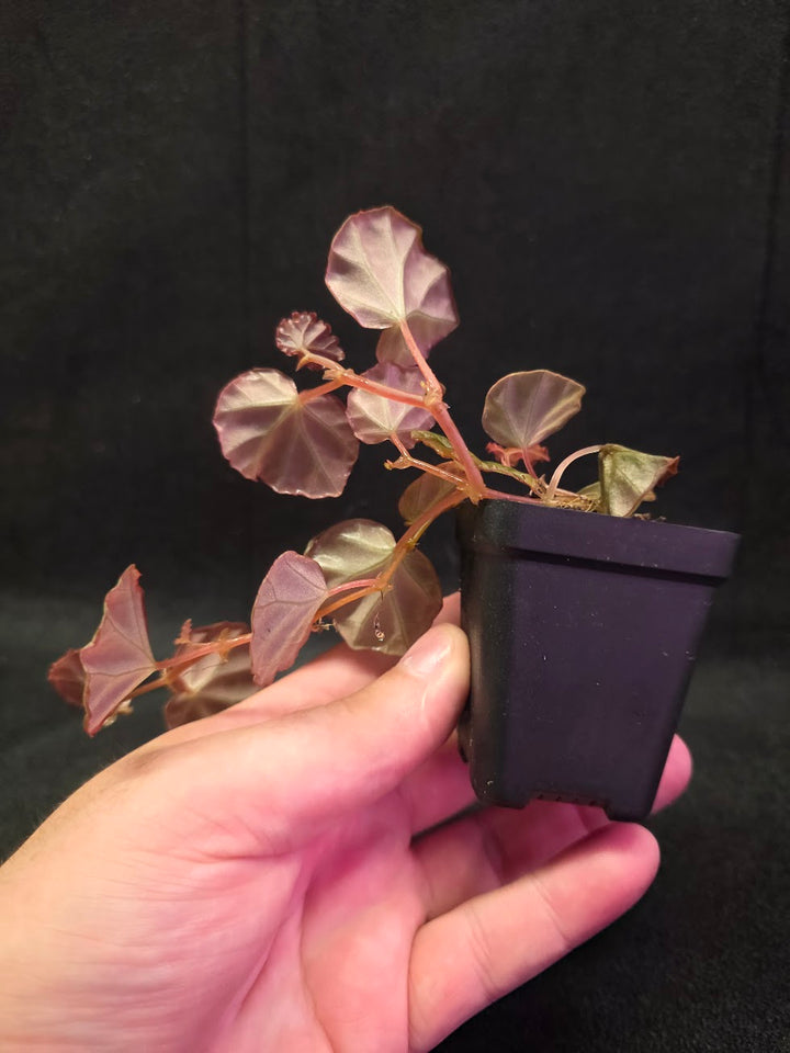 Begonia Sarawak #02