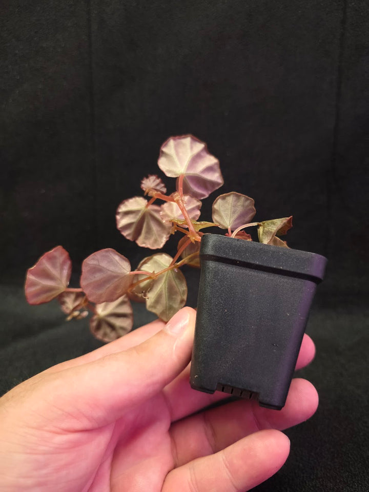 Begonia Sarawak #02