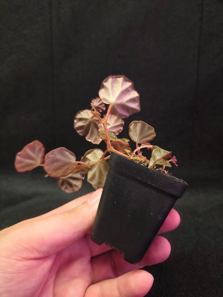Begonia Sarawak #02