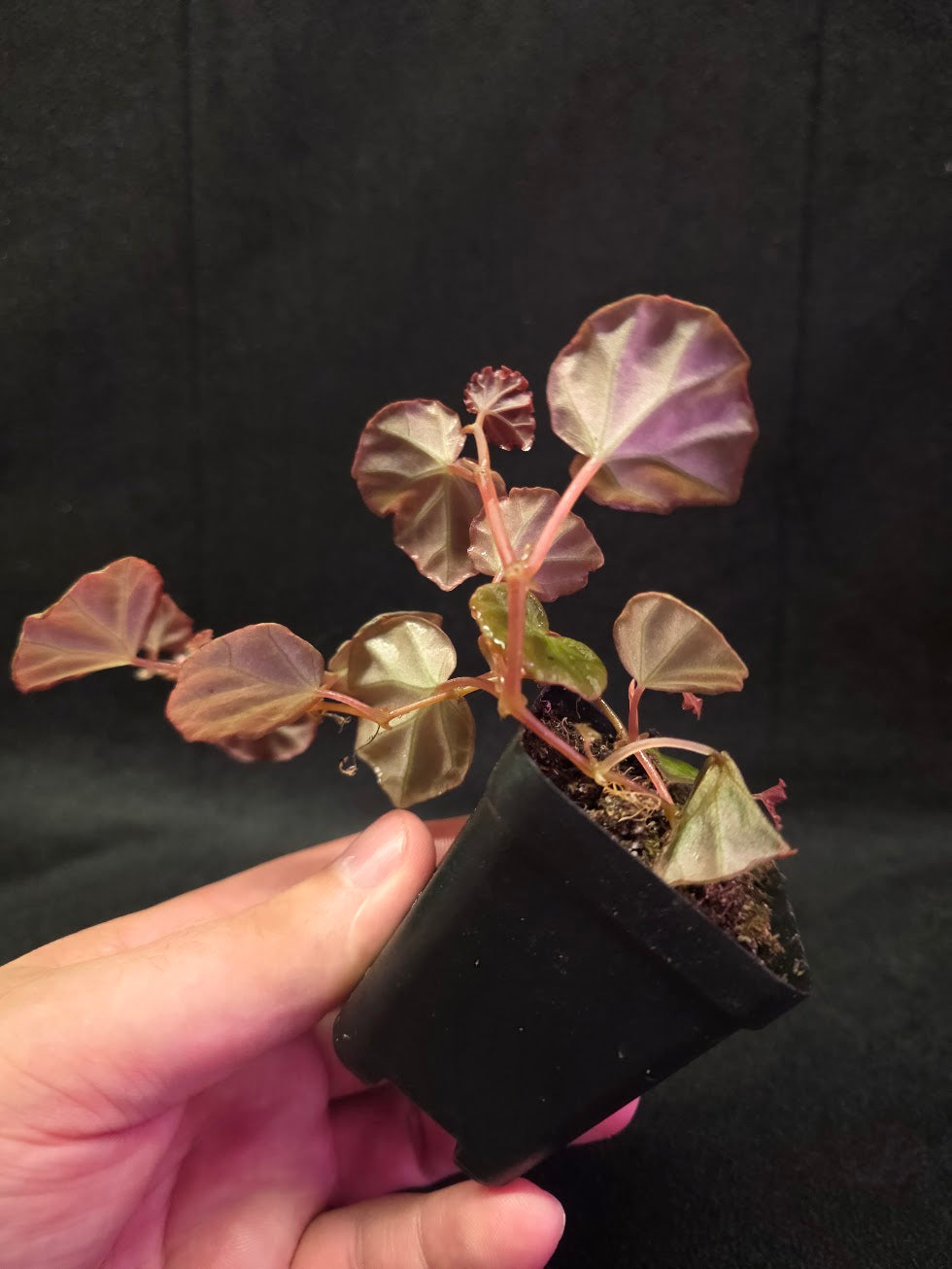 Begonia Sarawak #02