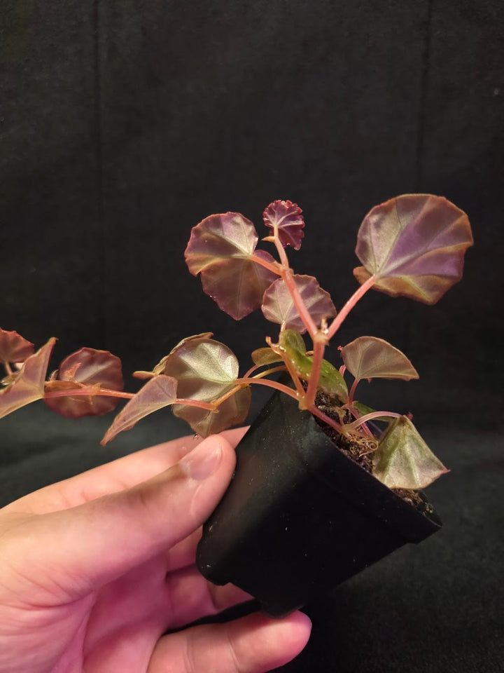 Begonia Sarawak #02