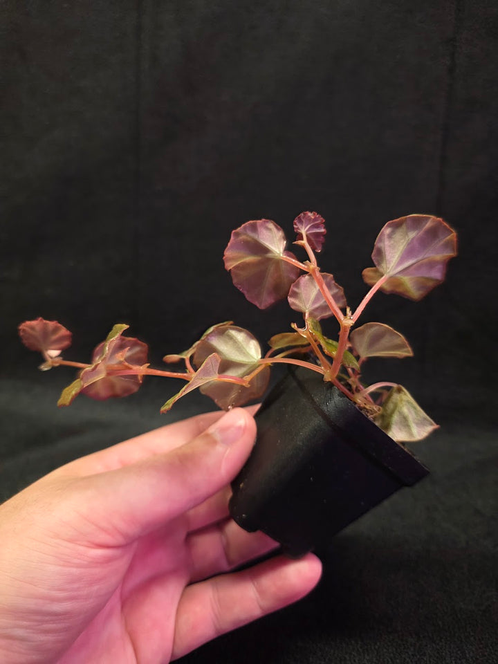Begonia Sarawak #02