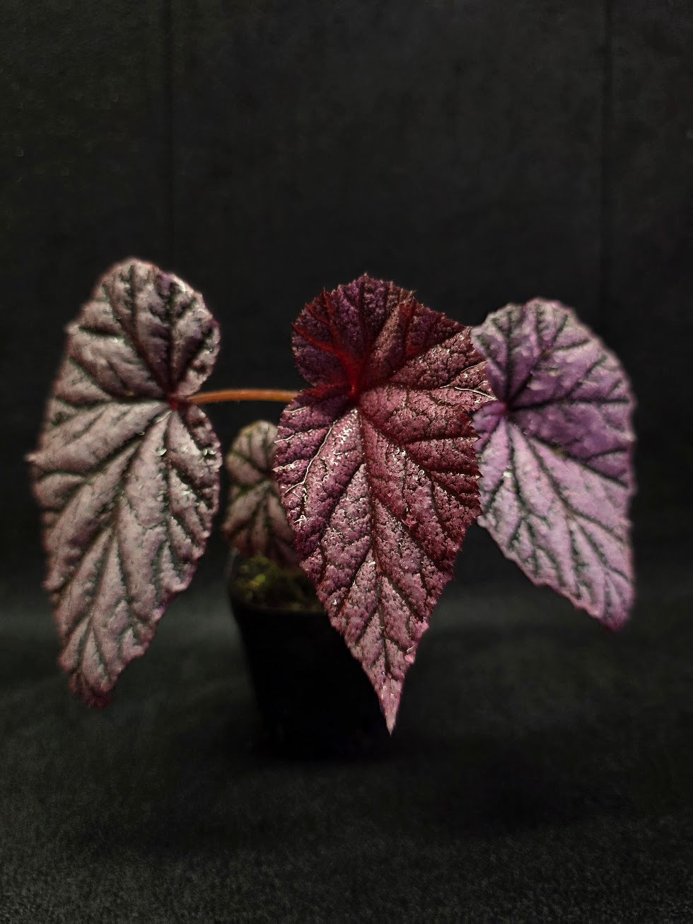 Begonia Tingley Mallet #01