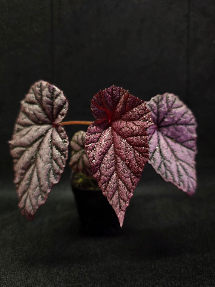 Begonia Tingley Mallet #01