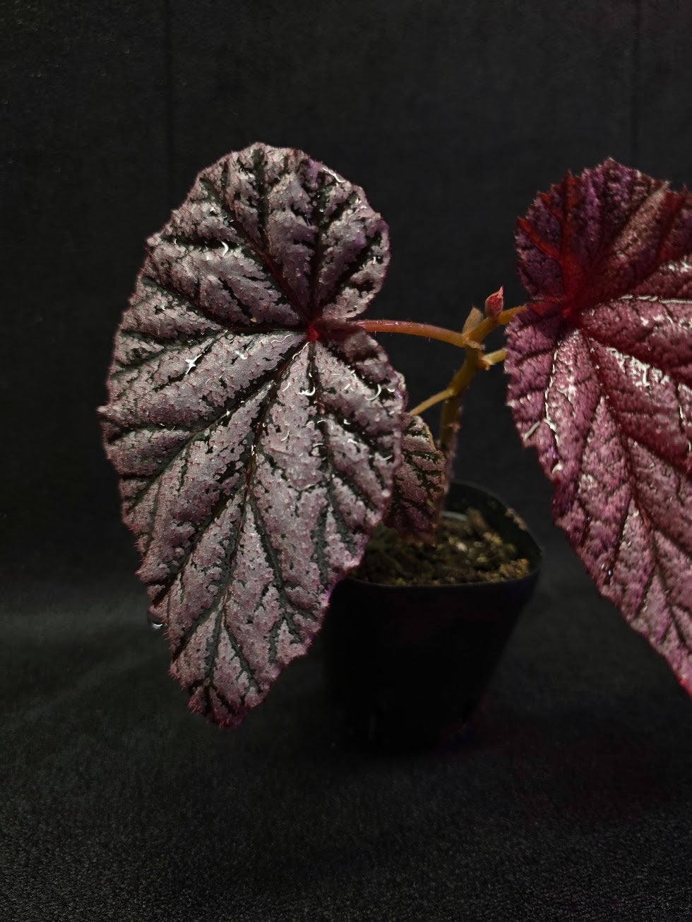 Begonia Tingley Mallet #01