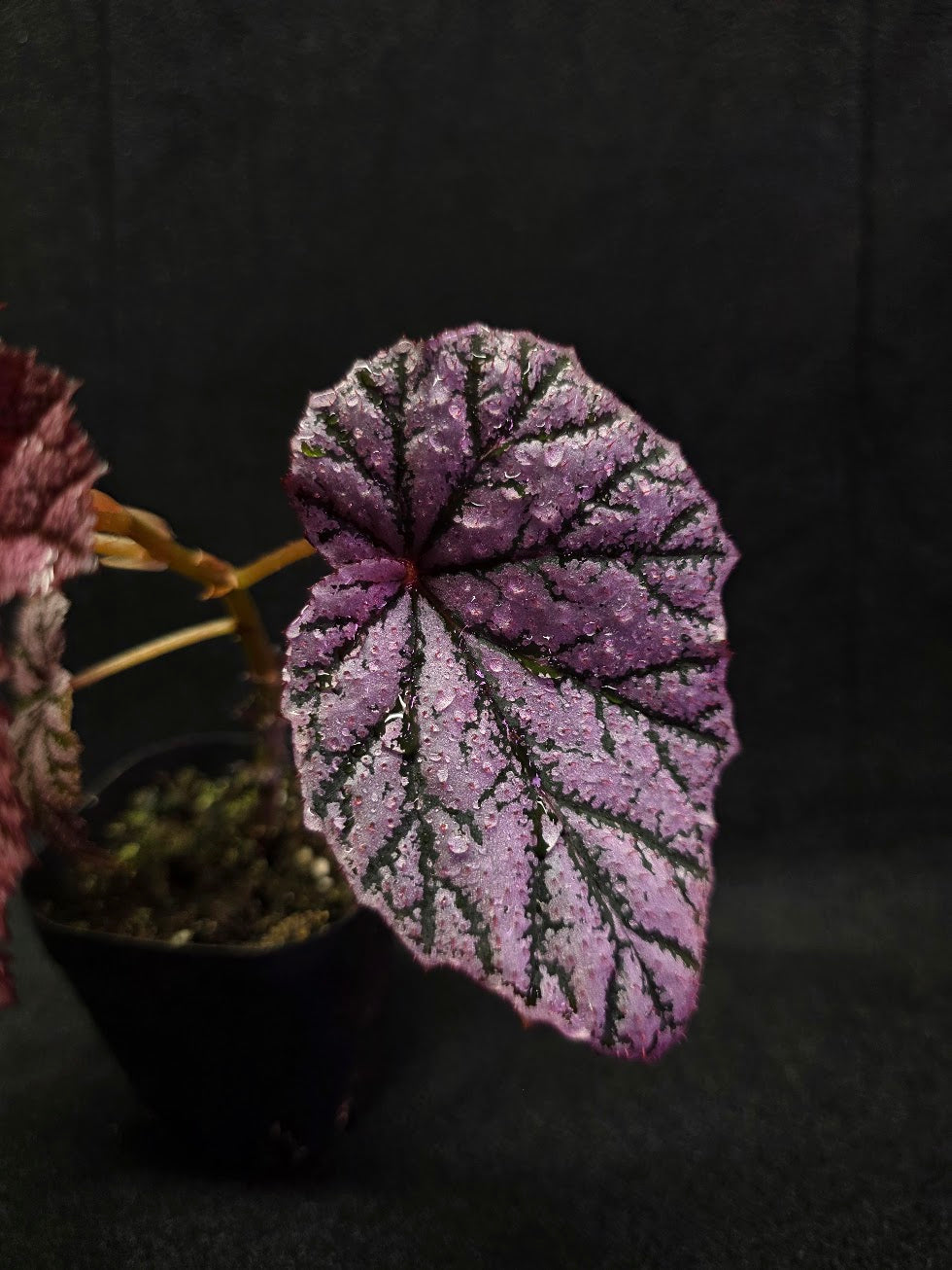 Begonia Tingley Mallet #01