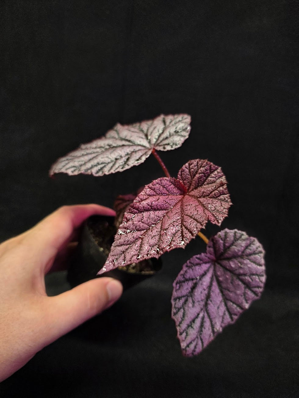 Begonia Tingley Mallet #01