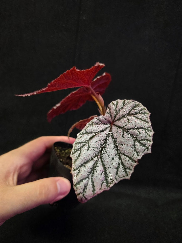 Begonia Tingley Mallet #01