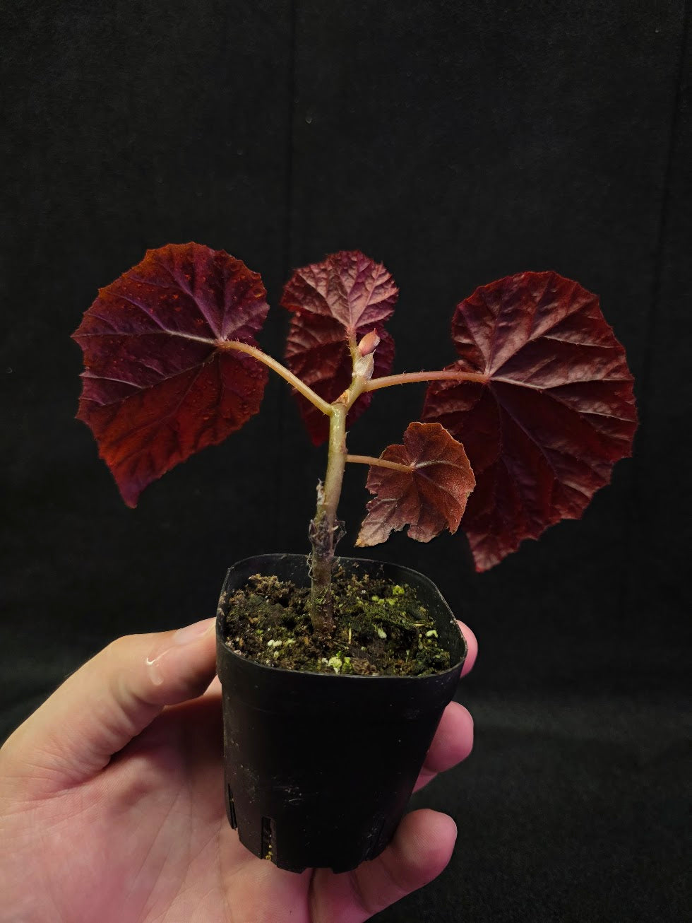 Begonia Tingley Mallet #01