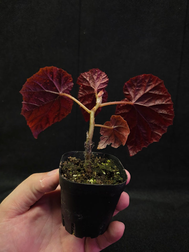 Begonia Tingley Mallet #01