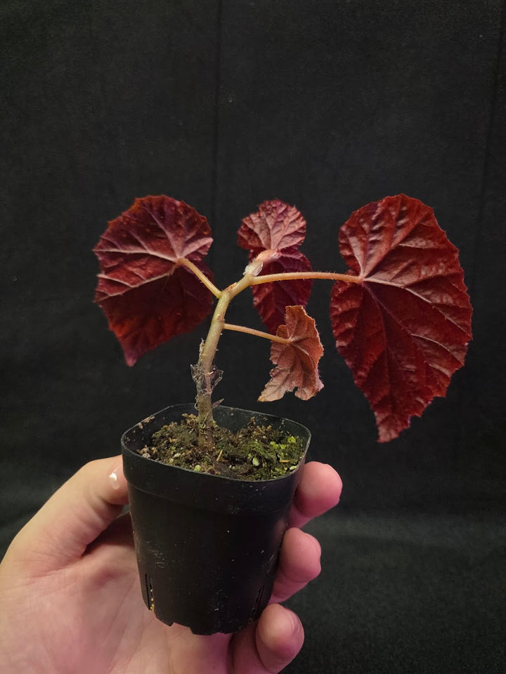 Begonia Tingley Mallet #01