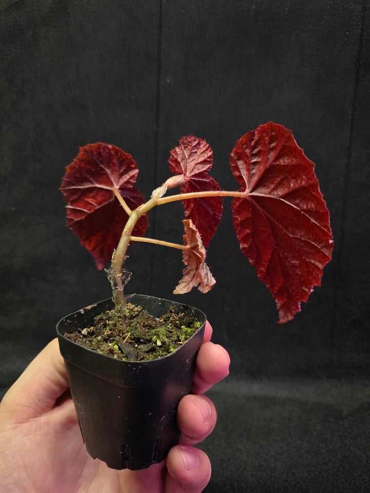 Begonia Tingley Mallet #01