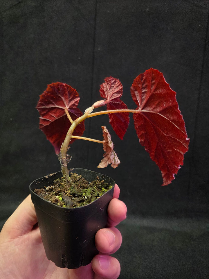 Begonia Tingley Mallet #01