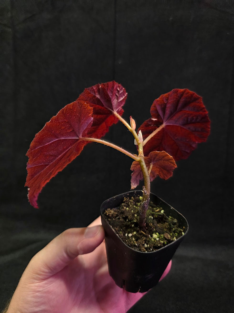 Begonia Tingley Mallet #01