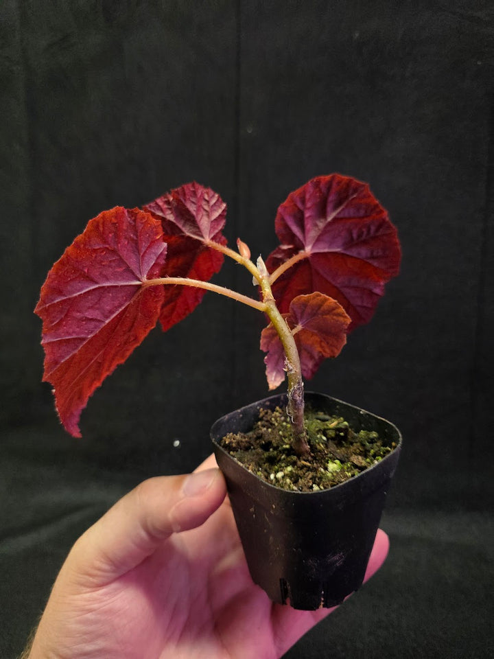 Begonia Tingley Mallet #01