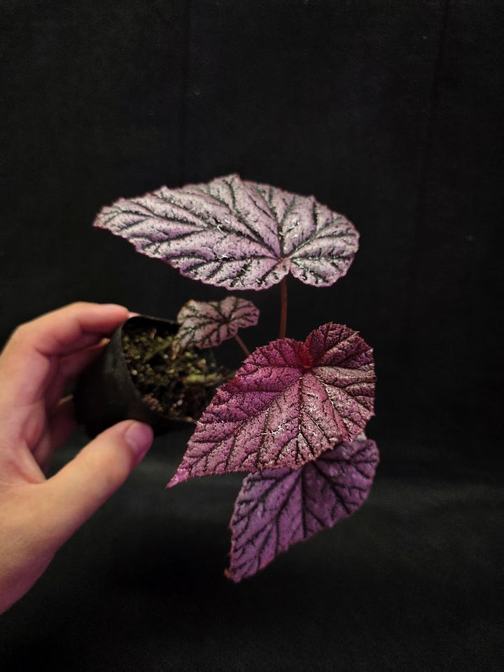 Begonia Tingley Mallet #01