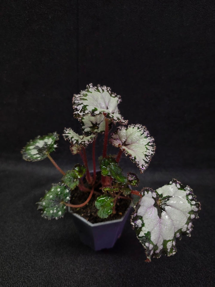 Begonia Dolce Vita #01
