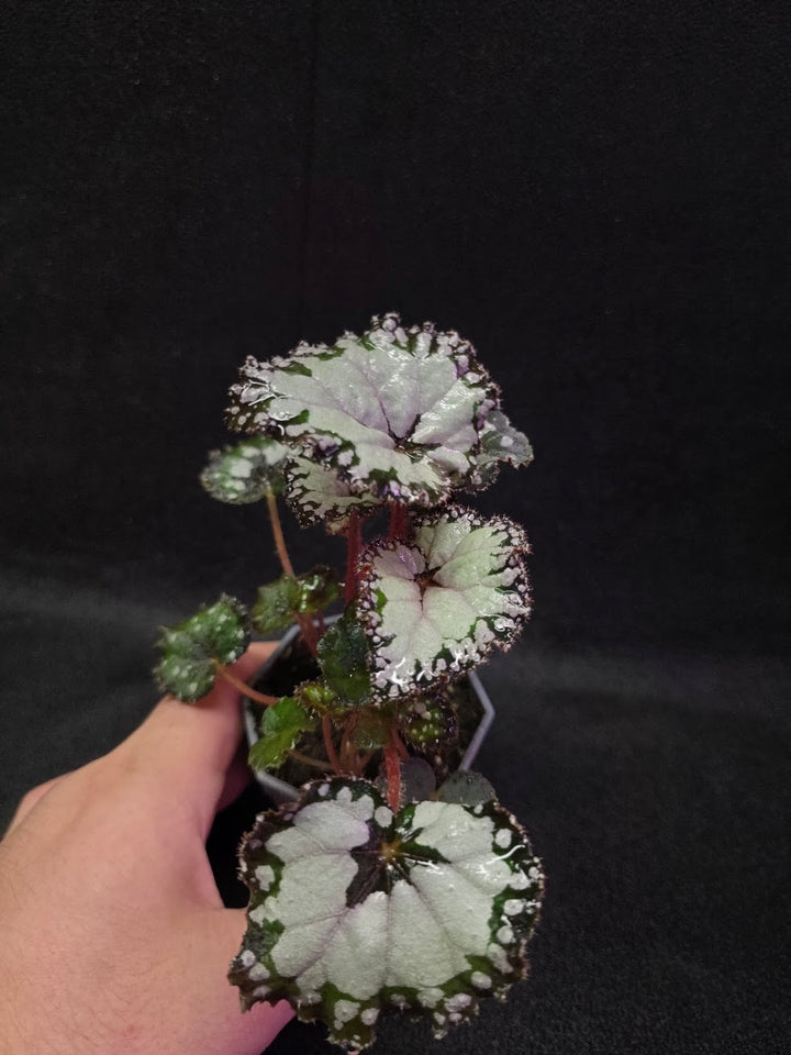 Begonia Dolce Vita #01