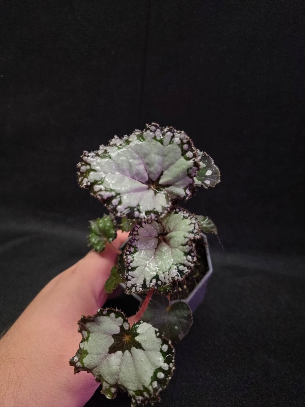 Begonia Dolce Vita #01