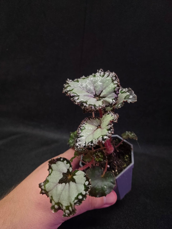 Begonia Dolce Vita #01