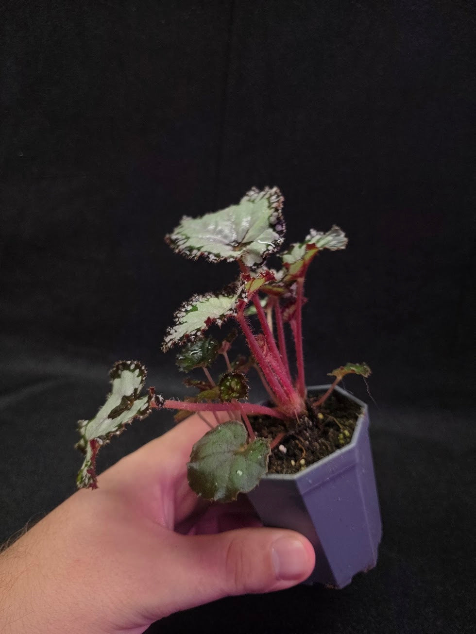 Begonia Dolce Vita #01