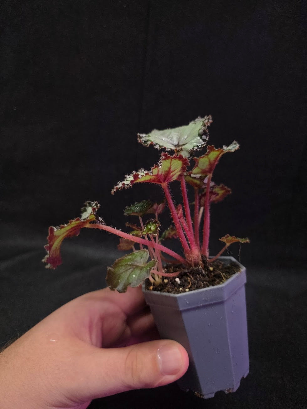 Begonia Dolce Vita #01