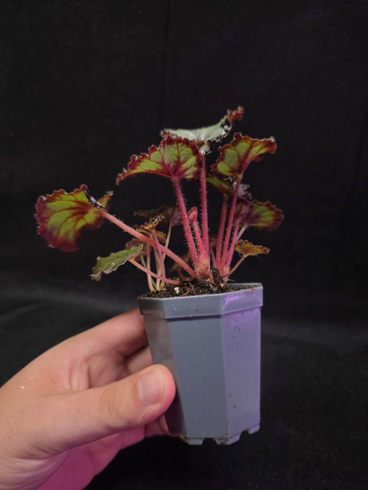 Begonia Dolce Vita #01