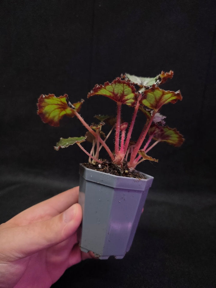 Begonia Dolce Vita #01