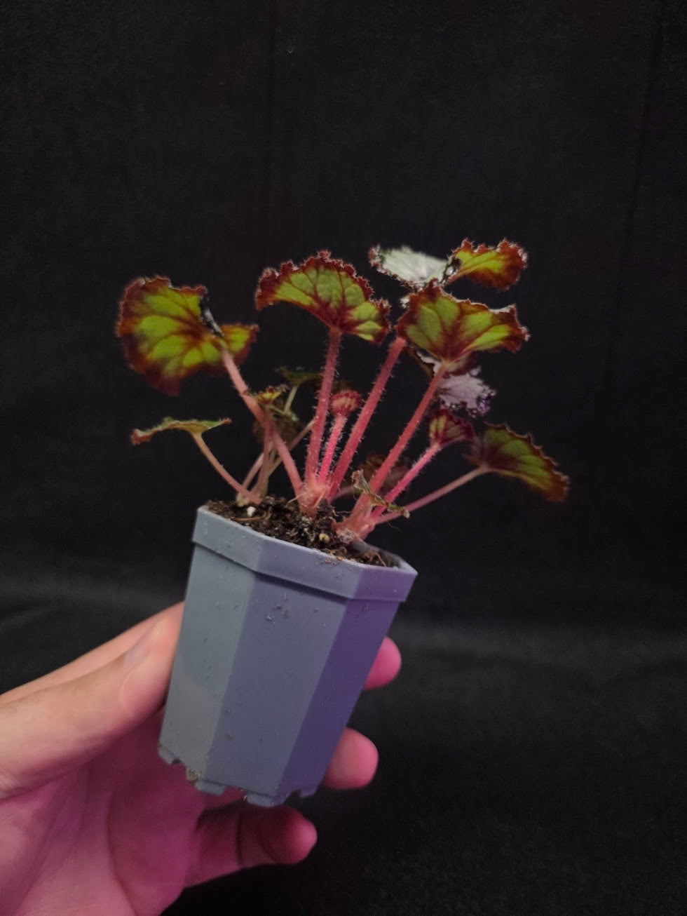 Begonia Dolce Vita #01