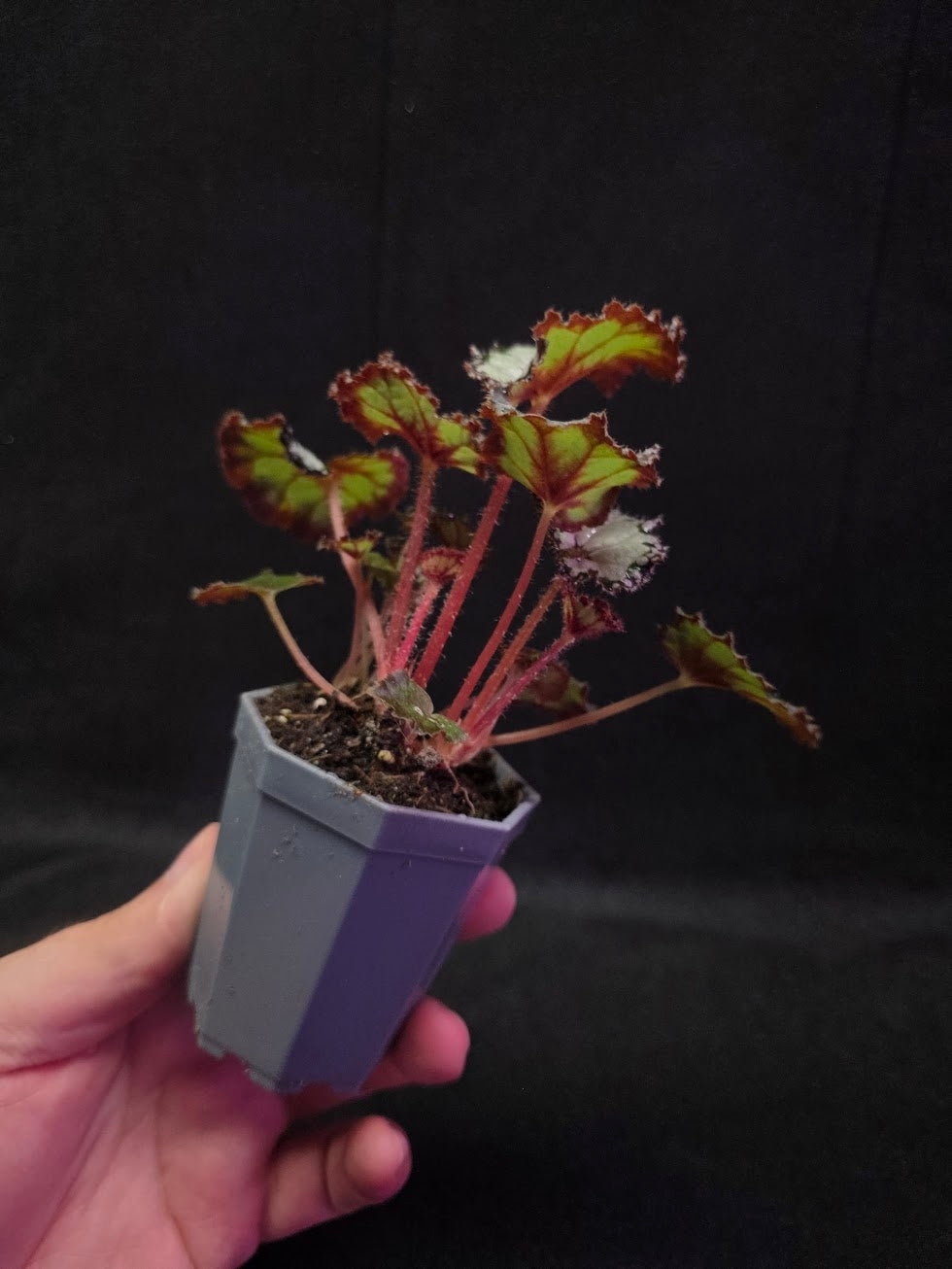 Begonia Dolce Vita #01