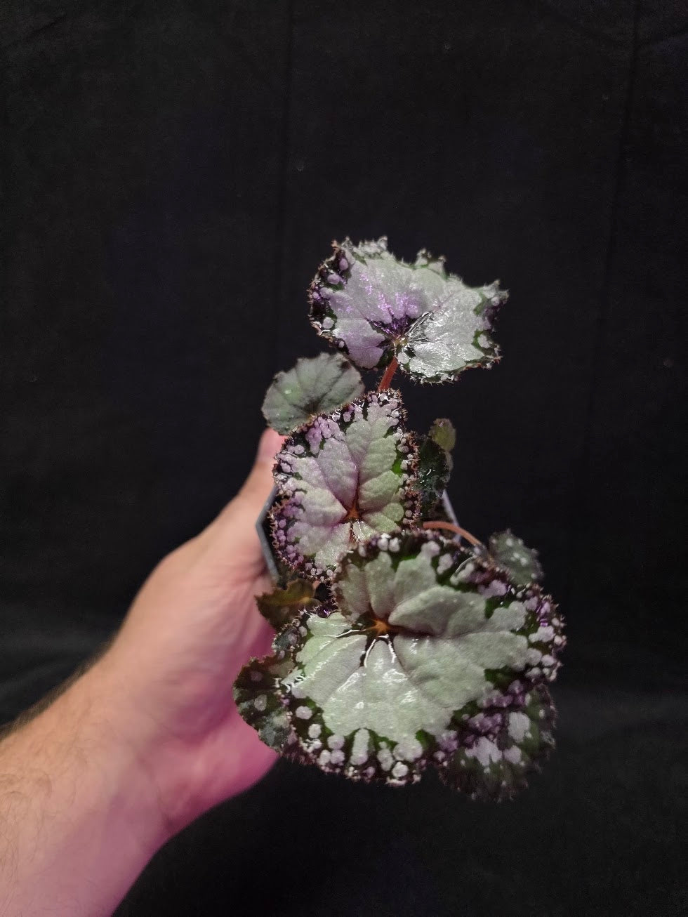 Begonia Dolce Vita #01