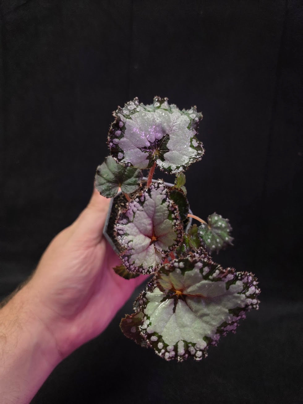 Begonia Dolce Vita #01