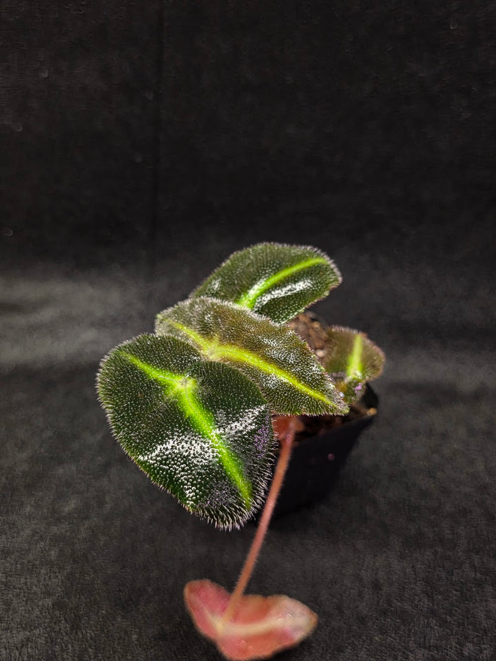 Begonia Listada #02