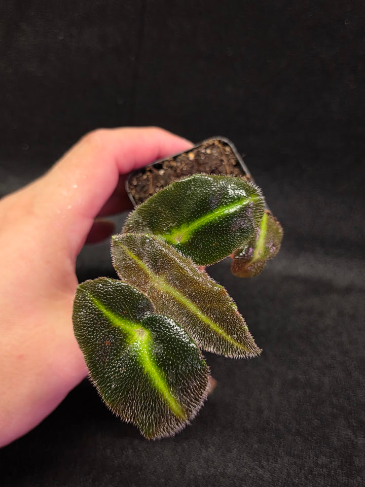 Begonia Listada #02