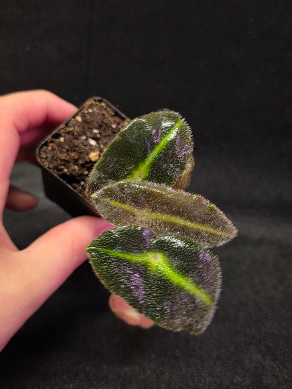 Begonia Listada #02